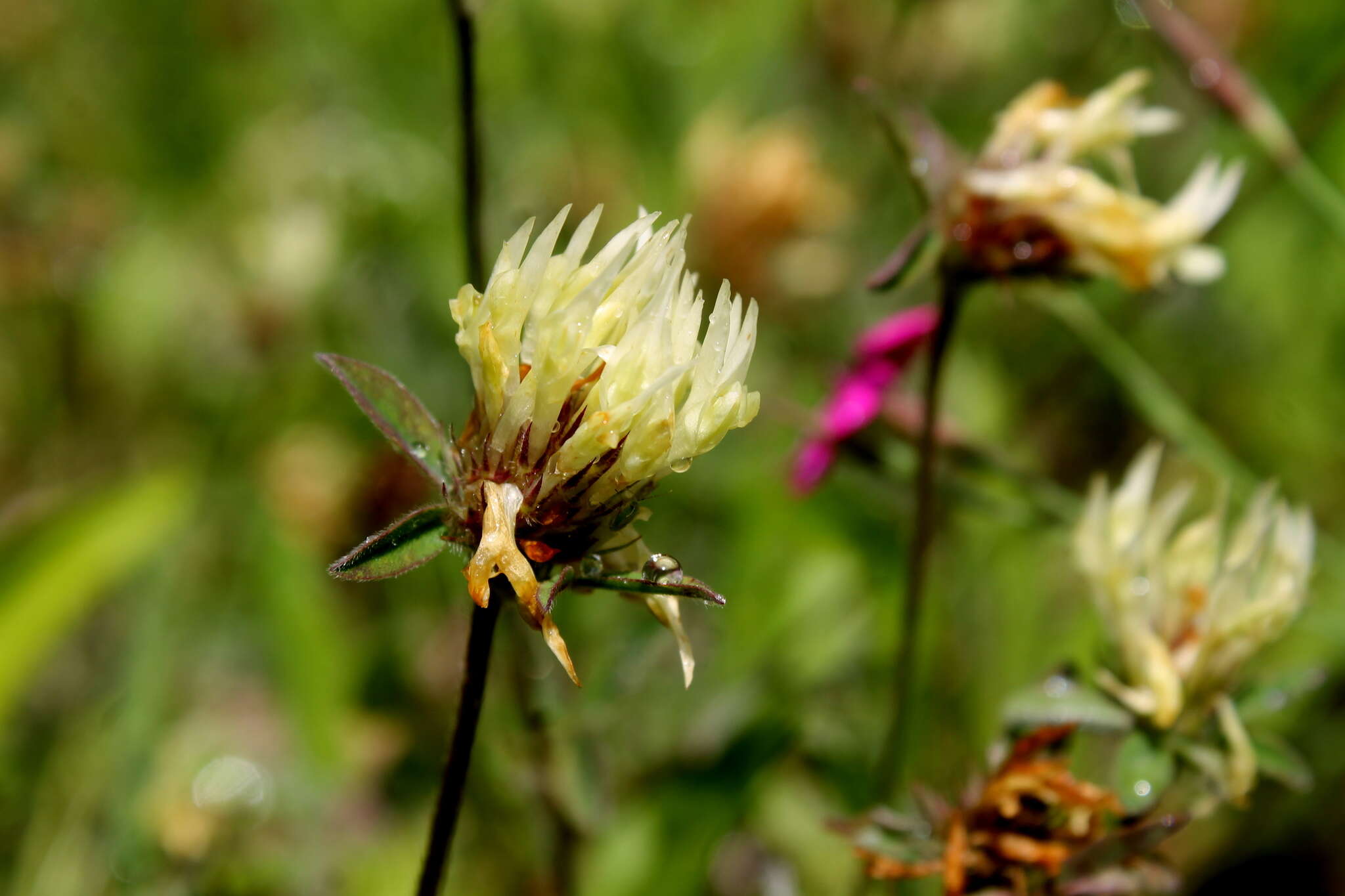 Image of sulphur clover