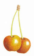 Image of gean, wild cherry