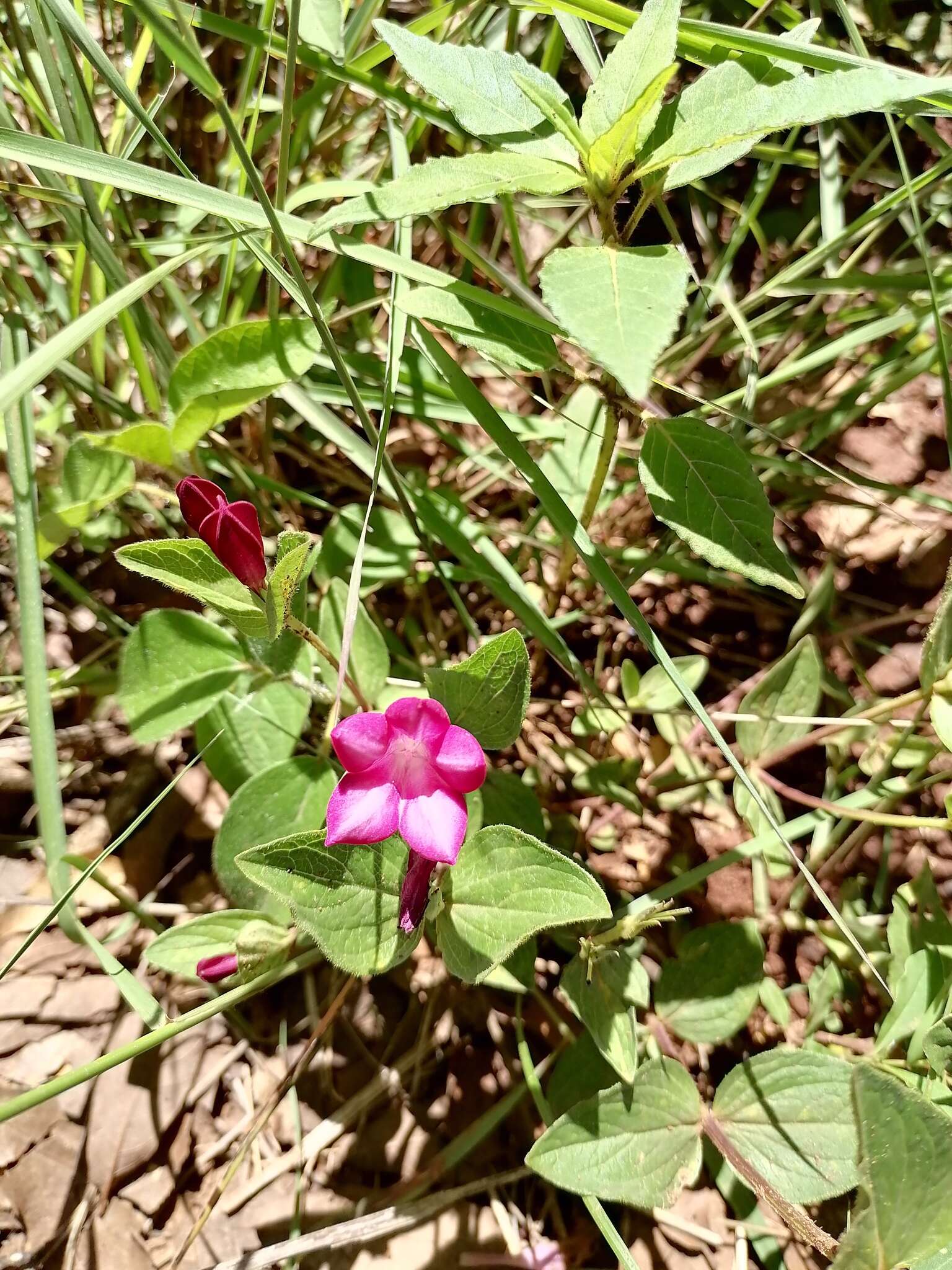 Imagem de Spigelia scabrella Benth.