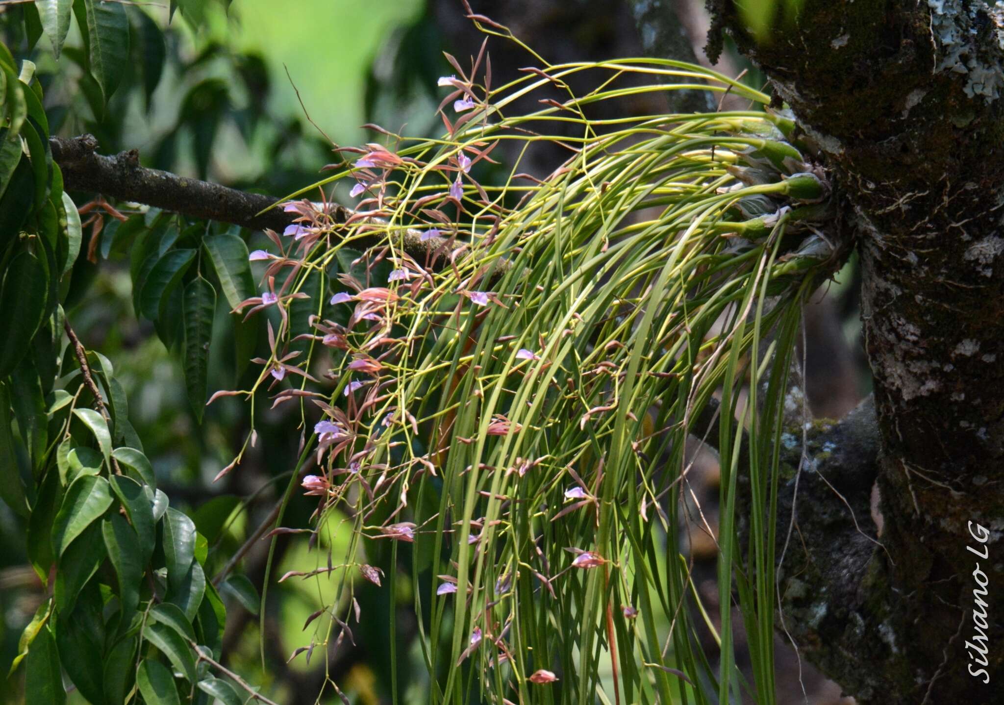 Image of Encyclia bractescens (Lindl.) Hoehne