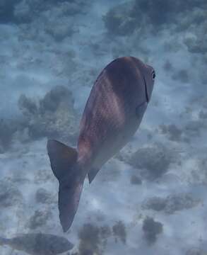 Image of Bermuda chub