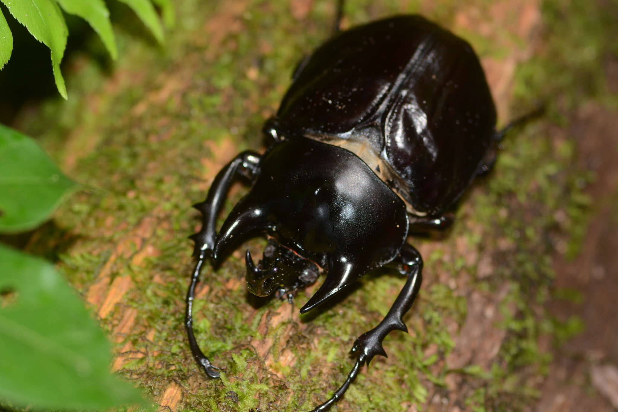 Megasoma janus (Felsche 1906) resmi