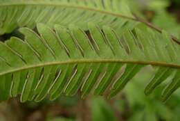 Imagem de Pteris biaurita subsp. fornicata Fraser-Jenk.