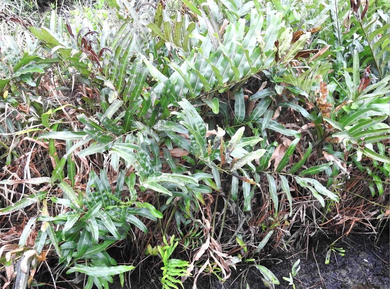 Image of Golden Leather Fern