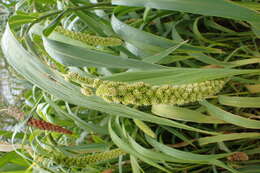 Image of Foxtail millet