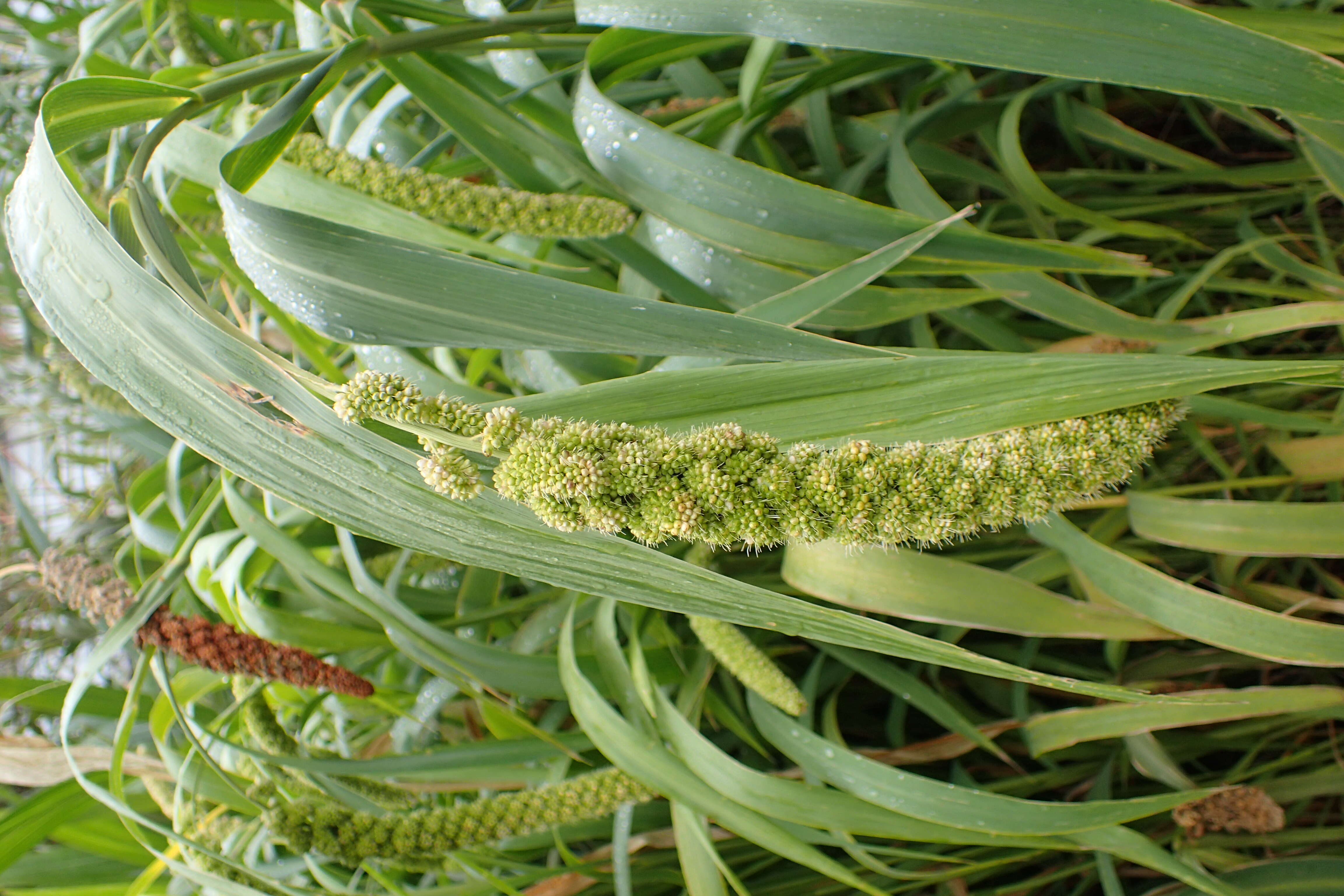 Image of Foxtail millet