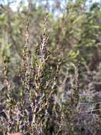 Image of Cliffortia ericifolia L. fil.