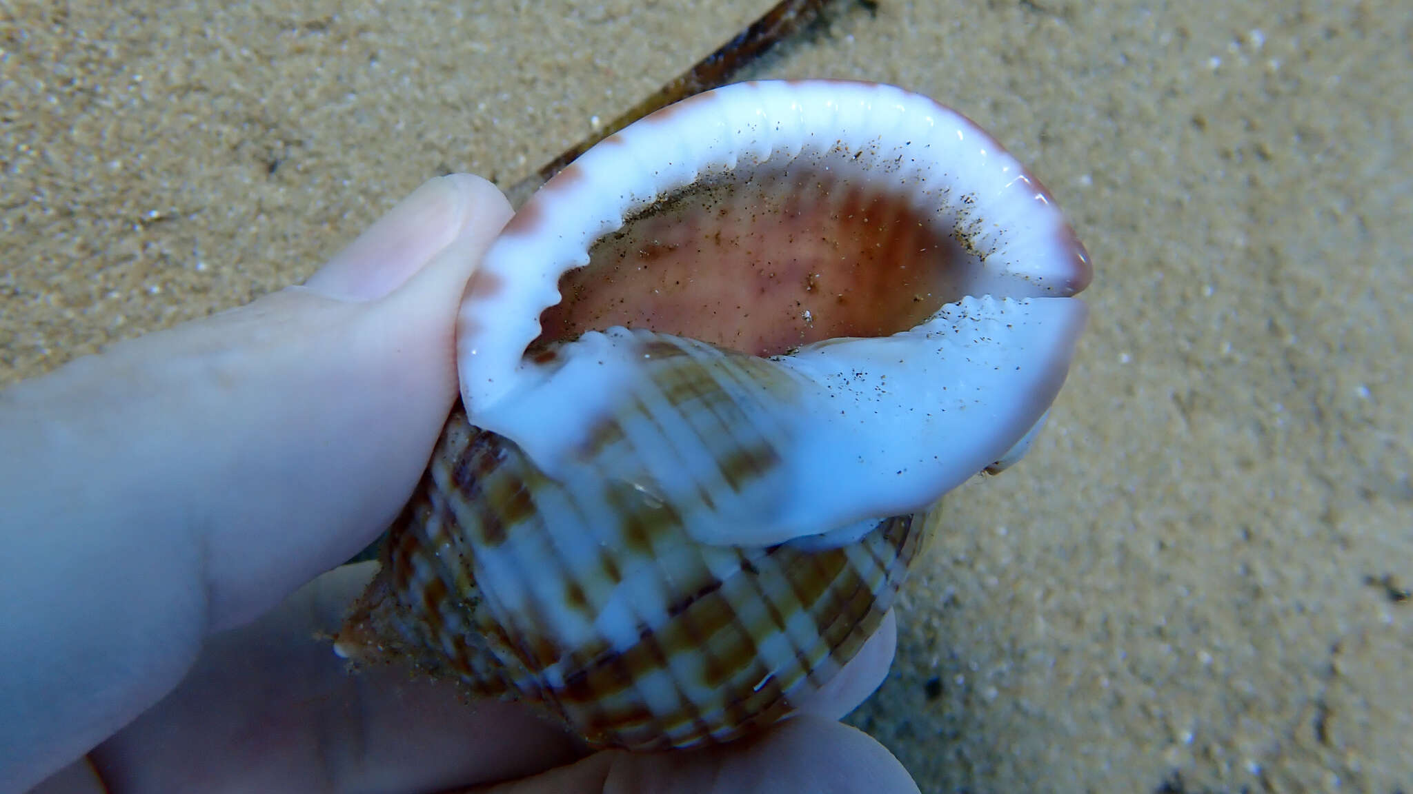 Image of Mediterranean bonnet