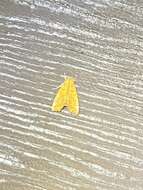 Image of Yellow Scallop Moth