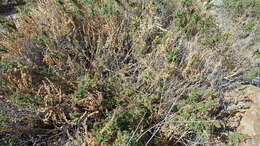 Image de Epilobium canum subsp. latifolium (Hook.) P. H. Raven