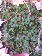 Image of juniper polytrichum moss