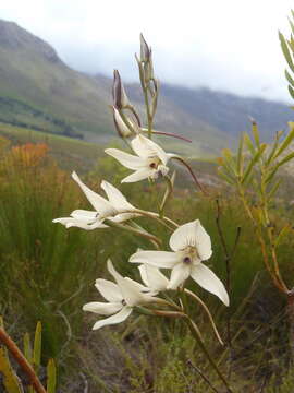 Image of Disa schlechteriana Bolus