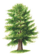 Image of English yew