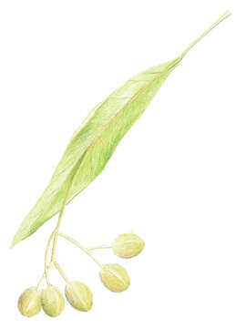 Image of Littleleaf Linden