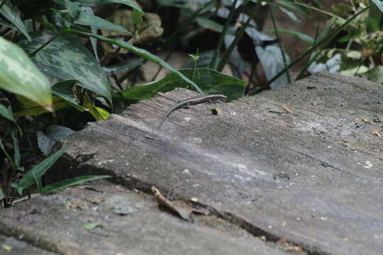 Image of Copper-tailed Skink