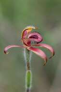 Image of Dancing spider orchid