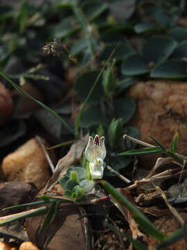 Image of Andrographis serpyllifolia (Rottler ex Vahl) Wight