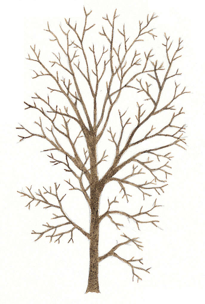 Image of Eurasian elm