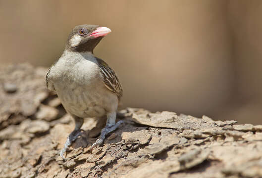 Image of Greater Honeyguide