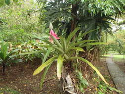 Image of Aechmea mariae-reginae H. Wendl.