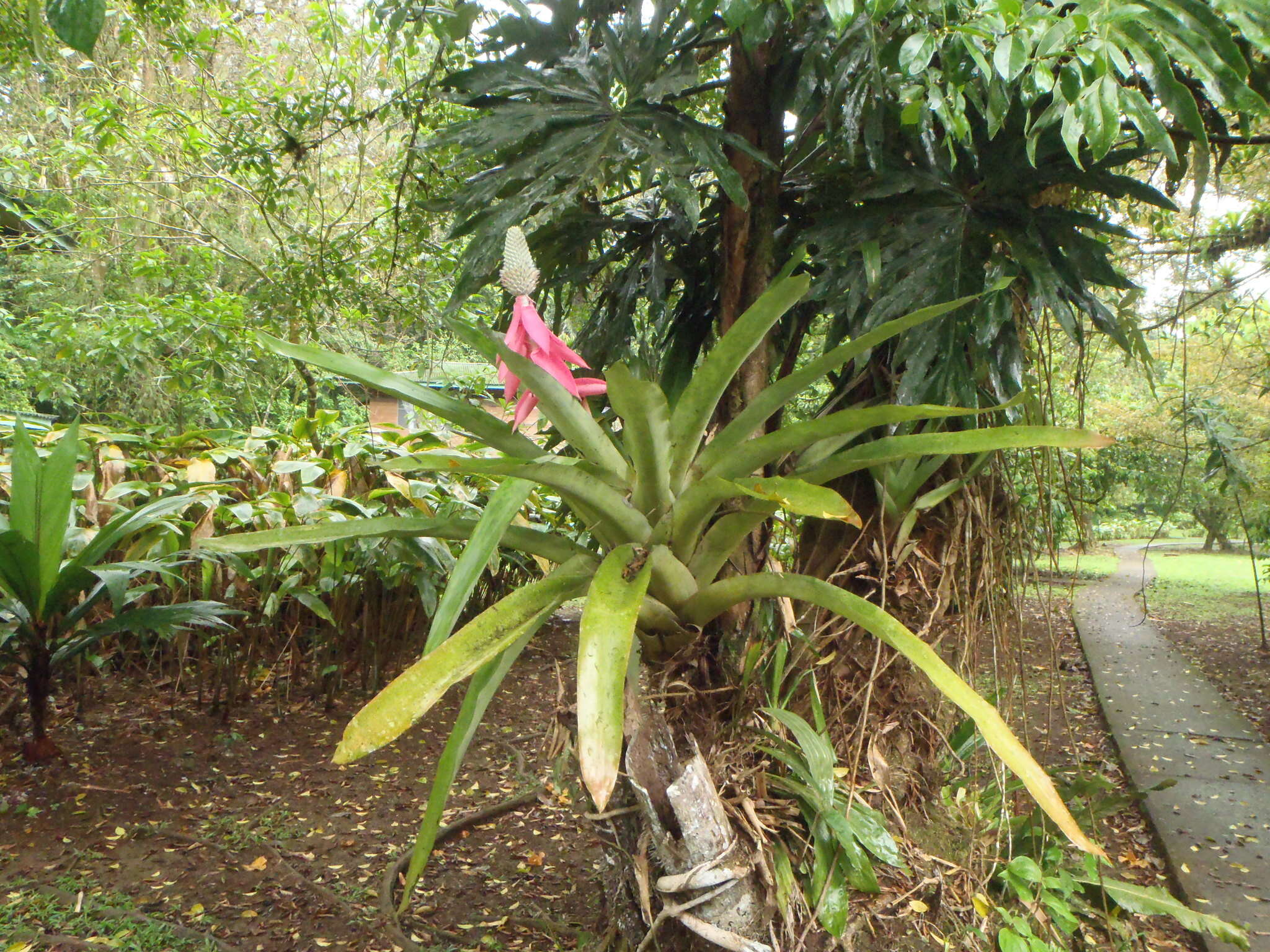 Слика од Aechmea mariae-reginae H. Wendl.