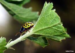 Calligrapha polyspila (Germar 1821)的圖片