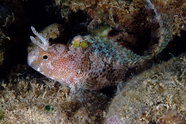 Image of Tentacled Blenny