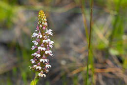 Image of Satyrium rhynchanthum Bolus