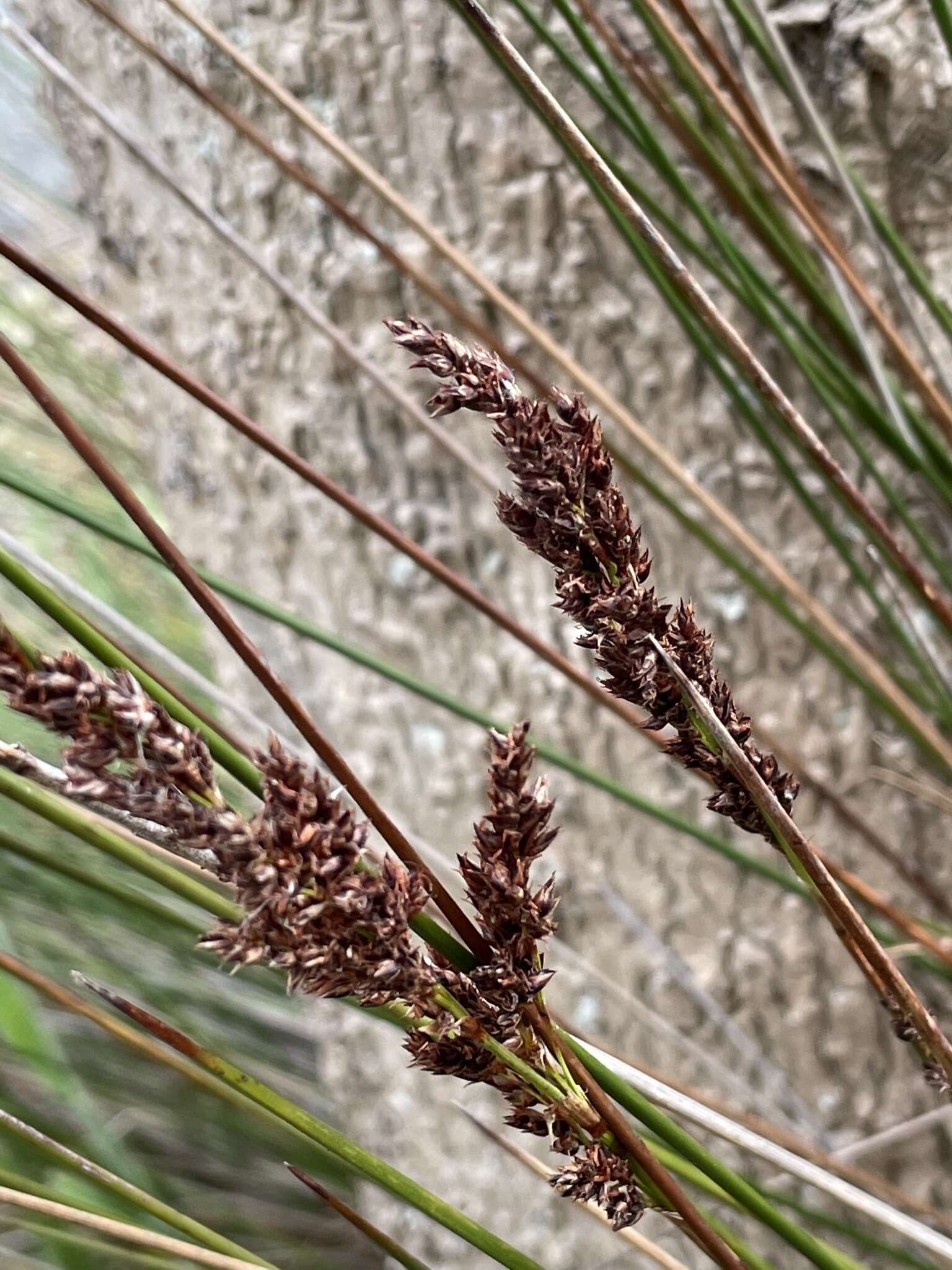 Imagem de Machaerina teretifolia (R. Br.) T. Koyama