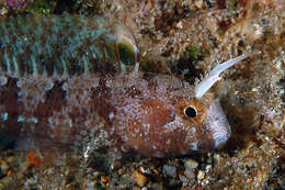 Image of Tentacled Blenny