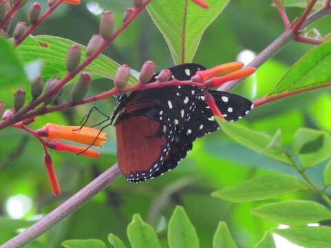 Tithorea tarricina pinthias Godman & Salvin 1878的圖片