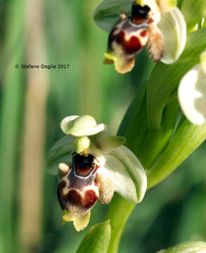 Image of Ophrys umbilicata subsp. beerii Shifman