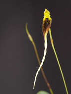 Image of Bulbophyllum contortisepalum J. J. Sm.