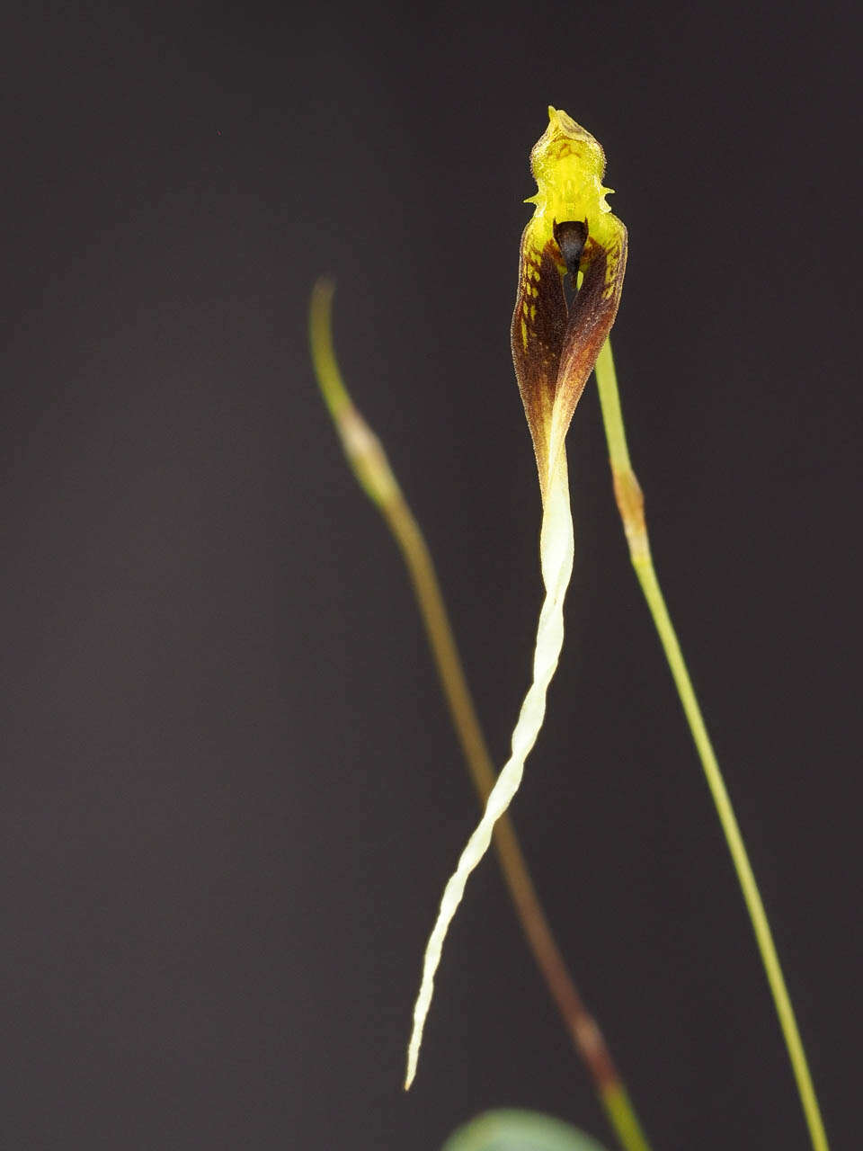 Image of Bulbophyllum contortisepalum J. J. Sm.