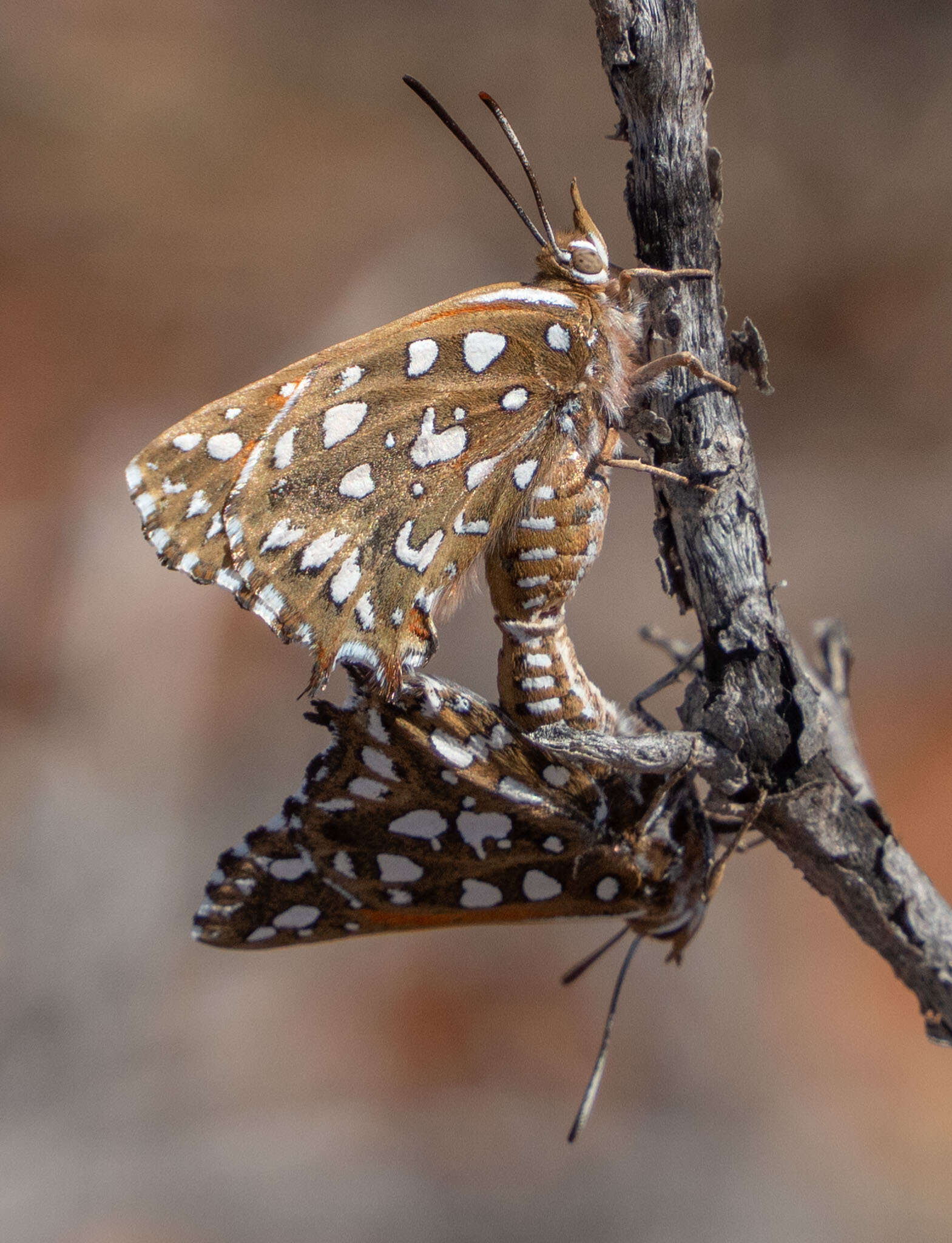 Sivun Argyraspodes argyraspis (Trimen 1873) kuva