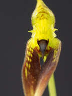 Image of Bulbophyllum contortisepalum J. J. Sm.