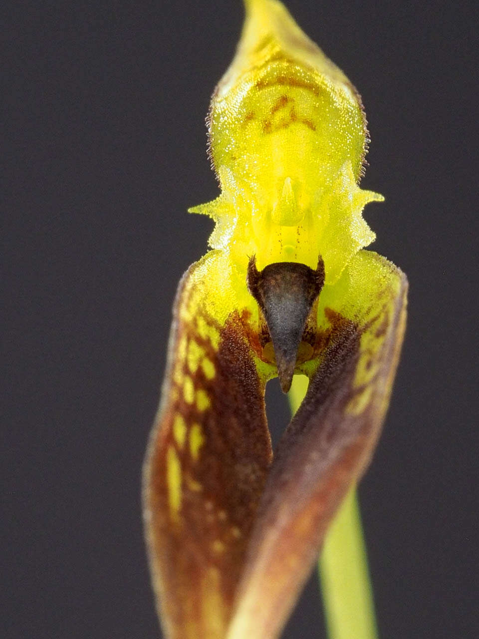 Image of Bulbophyllum contortisepalum J. J. Sm.