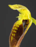 Image of Bulbophyllum contortisepalum J. J. Sm.