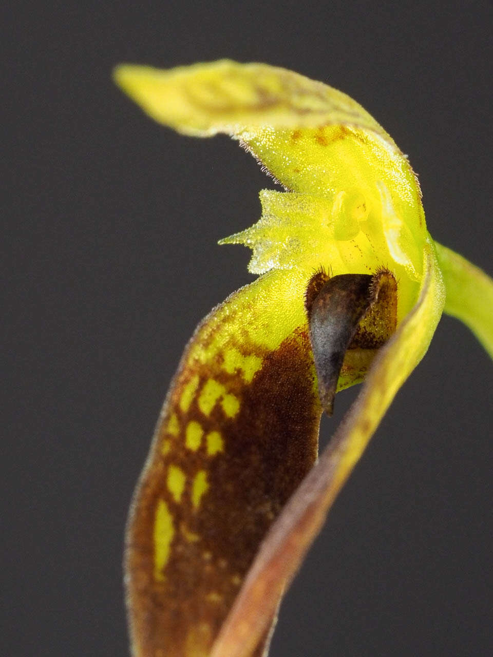 Image of Bulbophyllum contortisepalum J. J. Sm.