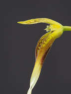 Image of Bulbophyllum contortisepalum J. J. Sm.