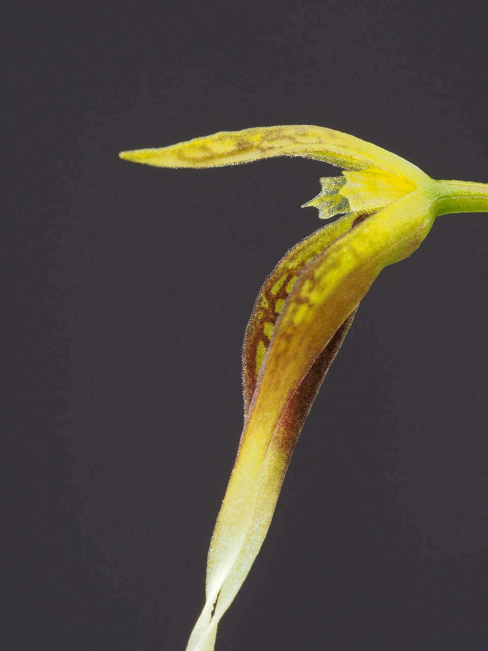 Image of Bulbophyllum contortisepalum J. J. Sm.