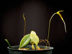 Image of Bulbophyllum contortisepalum J. J. Sm.