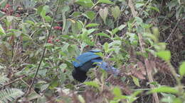 Image of Bushy-crested Jay