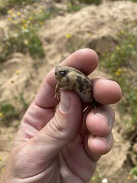 Image of Namaqua Rain Frog