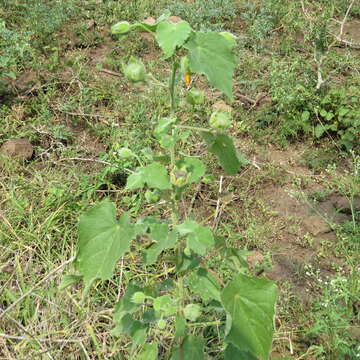 Image of Abutilon grandiflorum G. Don