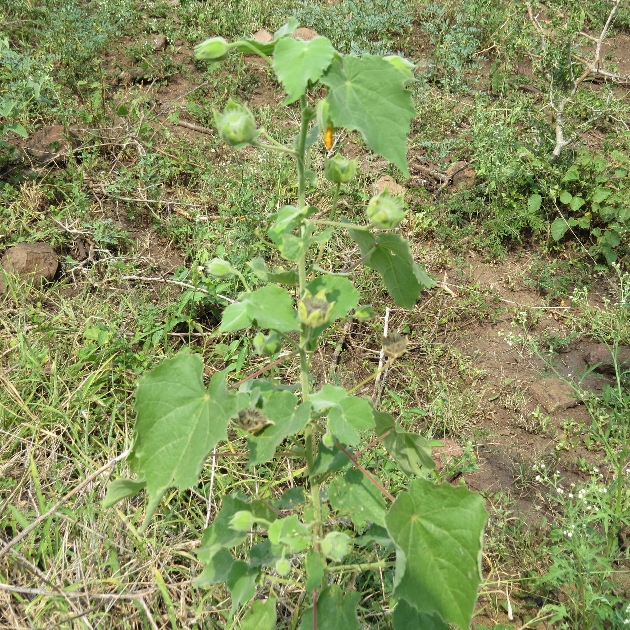 Imagem de Abutilon grandiflorum G. Don