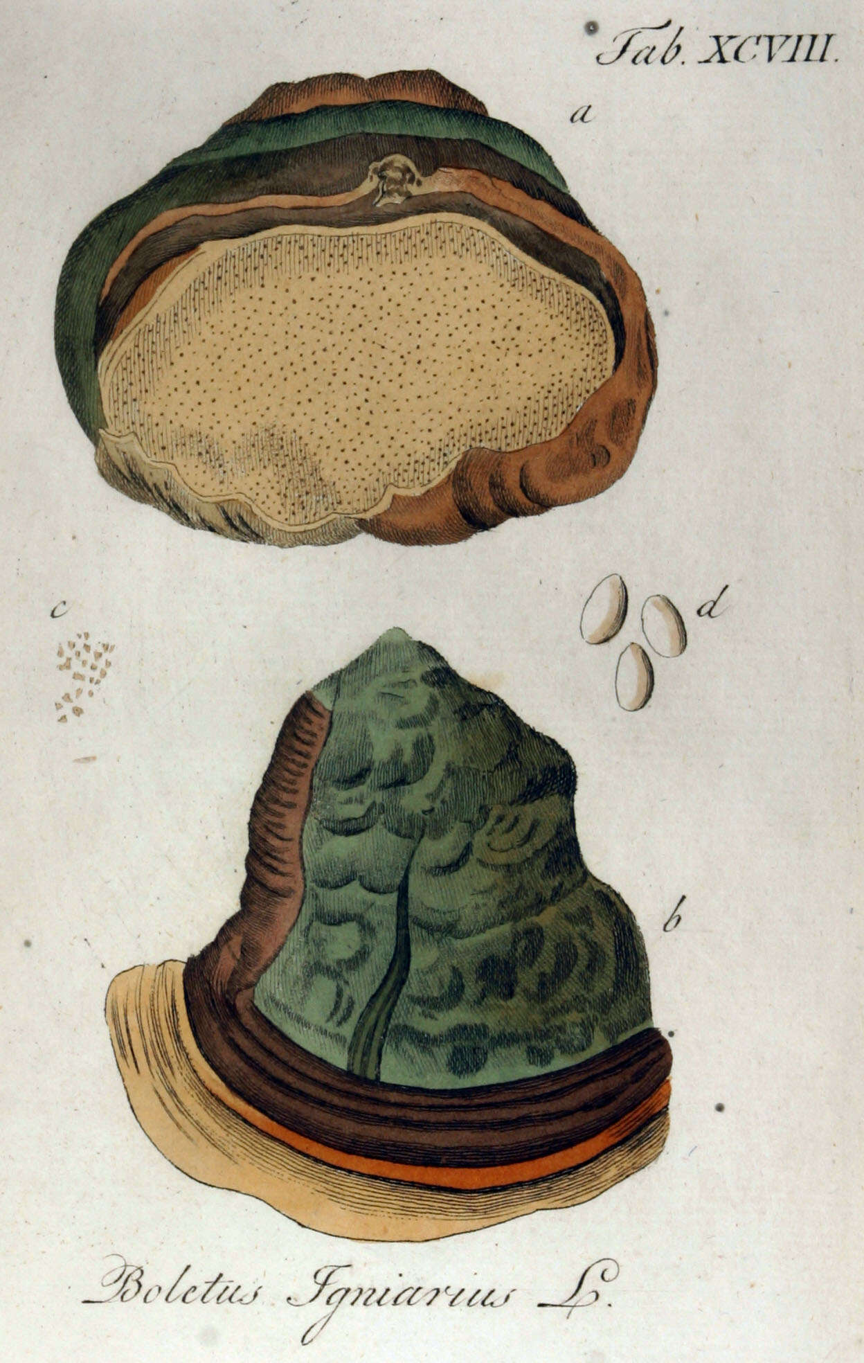 Image of Phellinus igniarius (L.) Quél. 1886