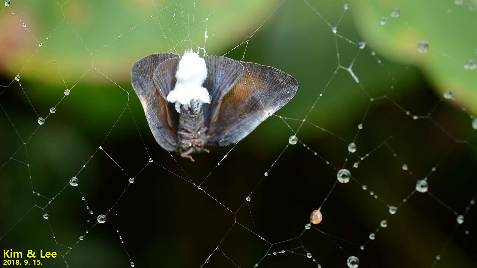 Image of Ricanula sublimata (Jacobi 1916)