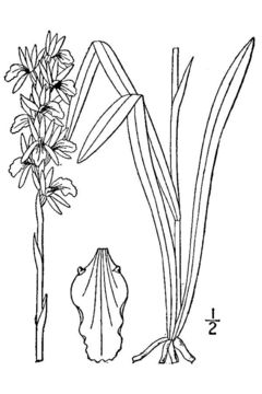 Image of nodding ladies'-tresses