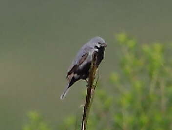 Sporophila melanogaster (Pelzeln 1870) resmi